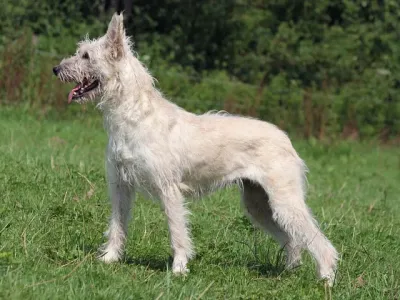 A Bouvier des Flandres