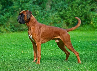 A Boxer