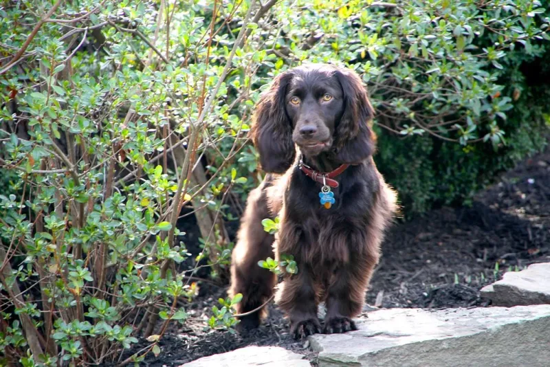 A Boykin Spaniel