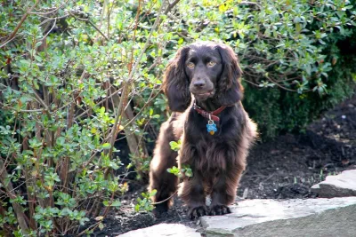A Boykin Spaniel