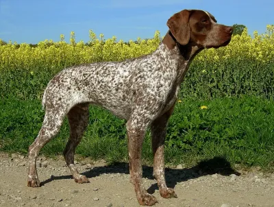 A Braque Francais Pyrenean