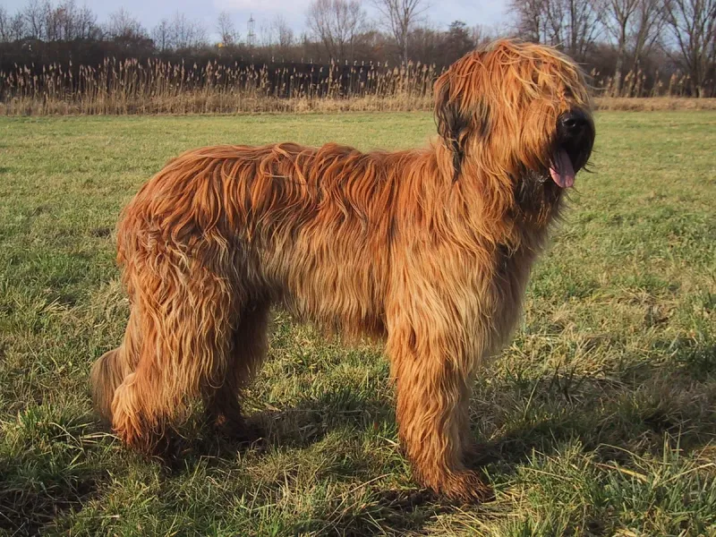 A Briard