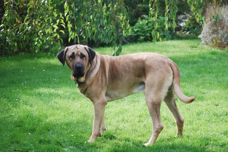 A Broholmer