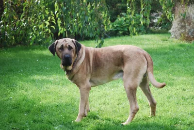 A Broholmer
