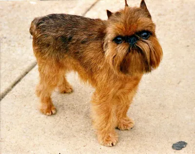 A Brussels Griffon