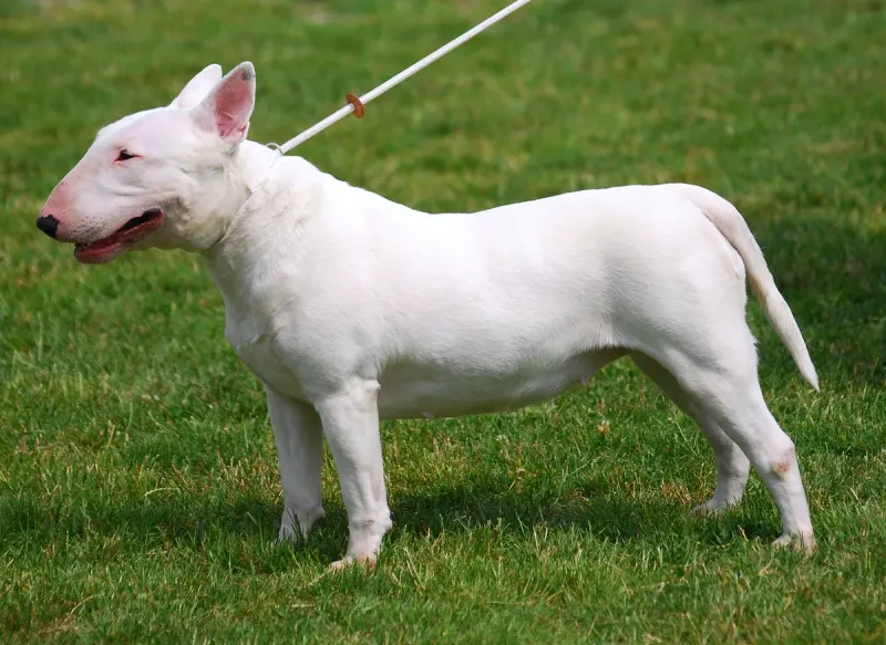 A Bull Terrier