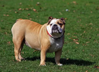 A Bulldog