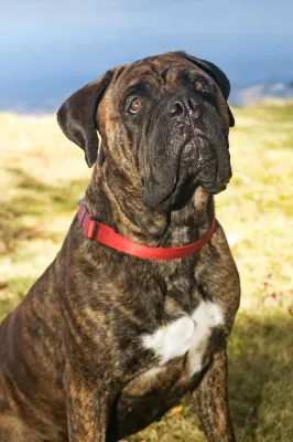 A Bullmastiff