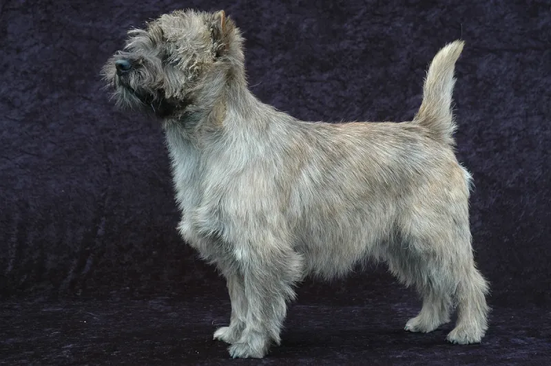 A Cairn Terrier