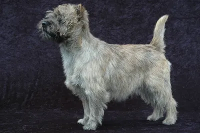 A Cairn Terrier