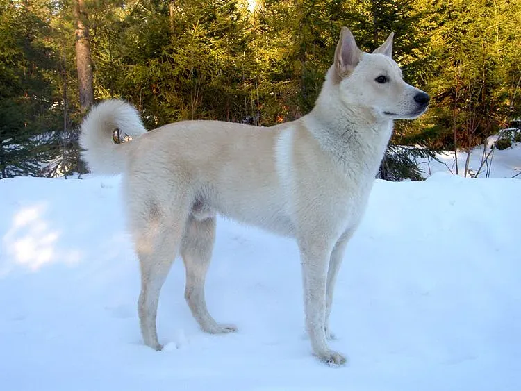 A Canaan Dog
