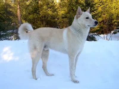 A Canaan Dog