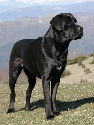 A Cane Corso