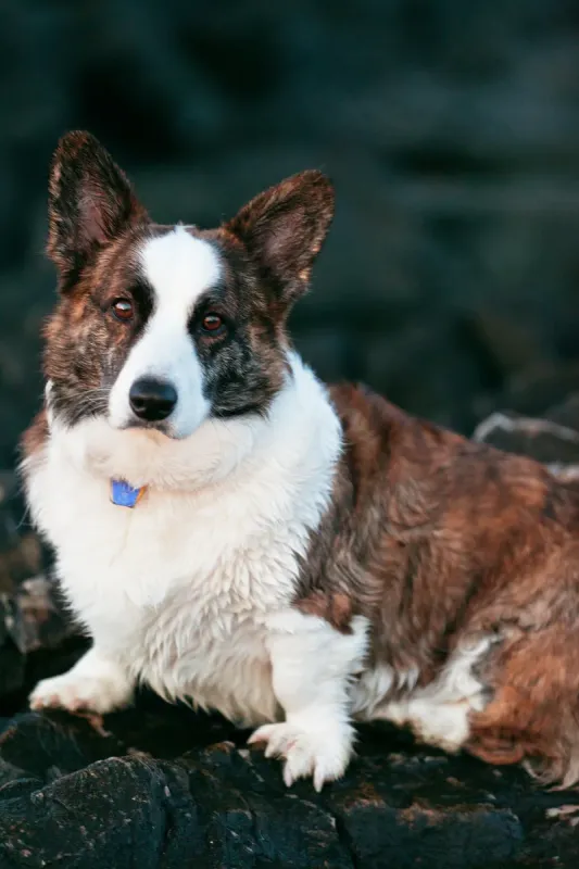 A Cardigan Welsh Corgi