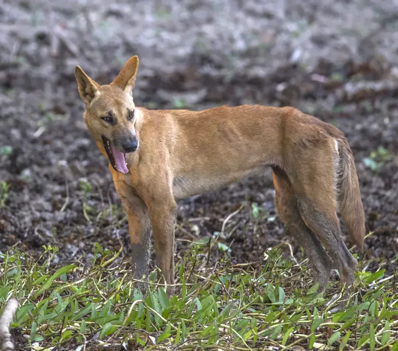 A Carolina Dog