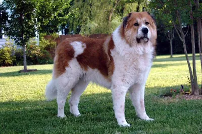 A Caucasian Shepherd Dog
