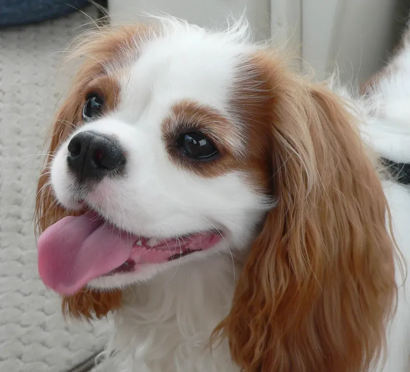 A Cavalier King Charles Spaniel