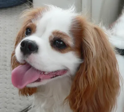 A Cavalier King Charles Spaniel
