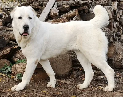 A Central Asian Shepherd Dog