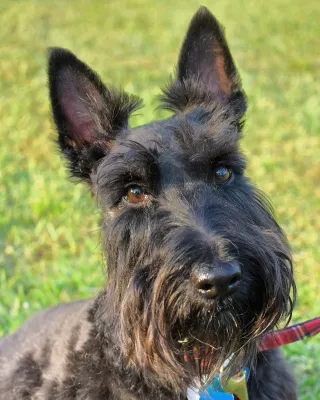 A Cesky Terrier