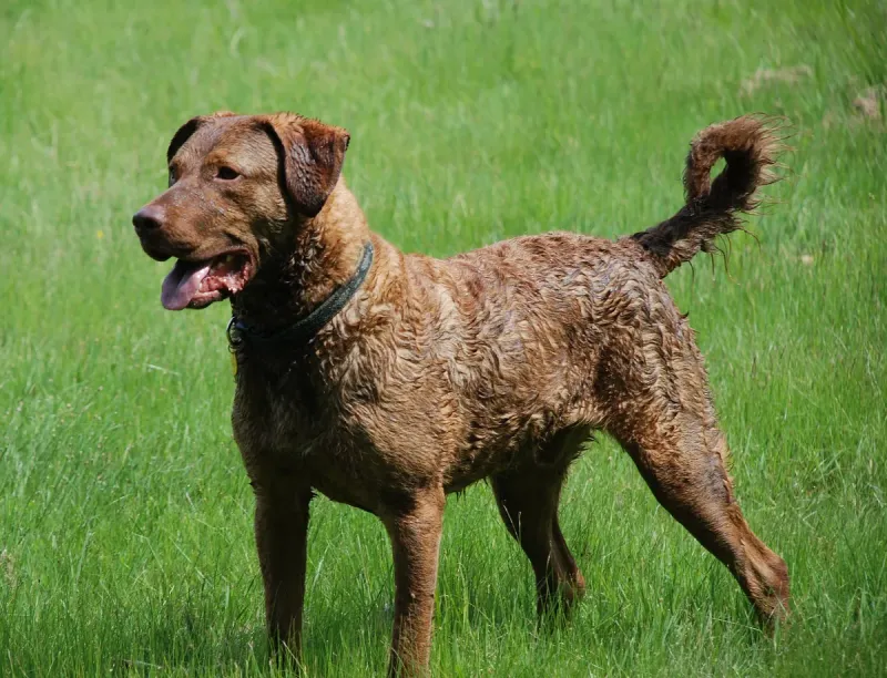 A Chesapeake Bay Retriever