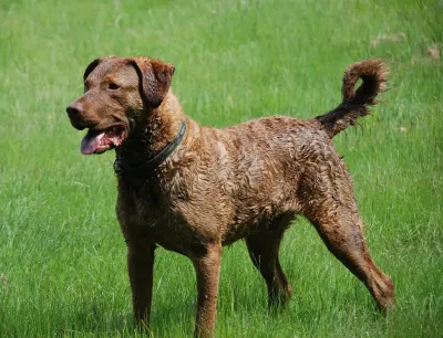 A Chesapeake Bay Retriever