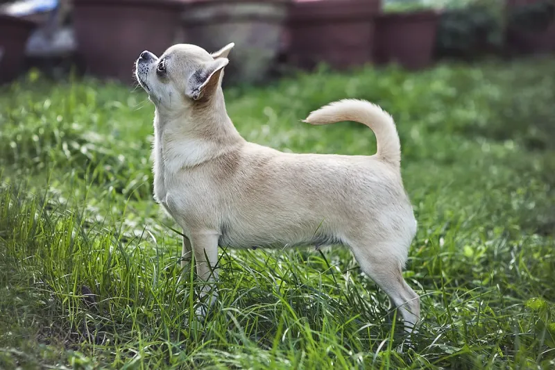 A Chihuahua