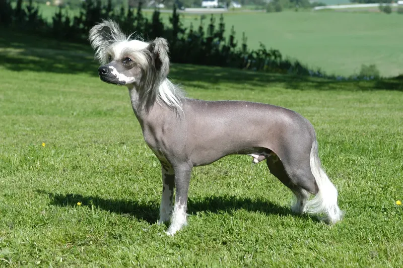 A Chinese Crested