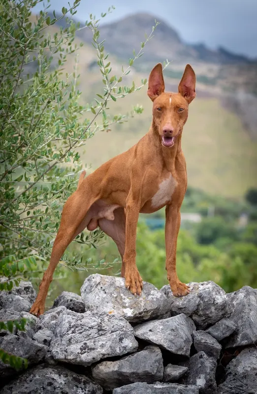 A Cirneco dell'Etna