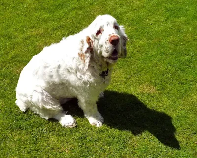 A Clumber Spaniel