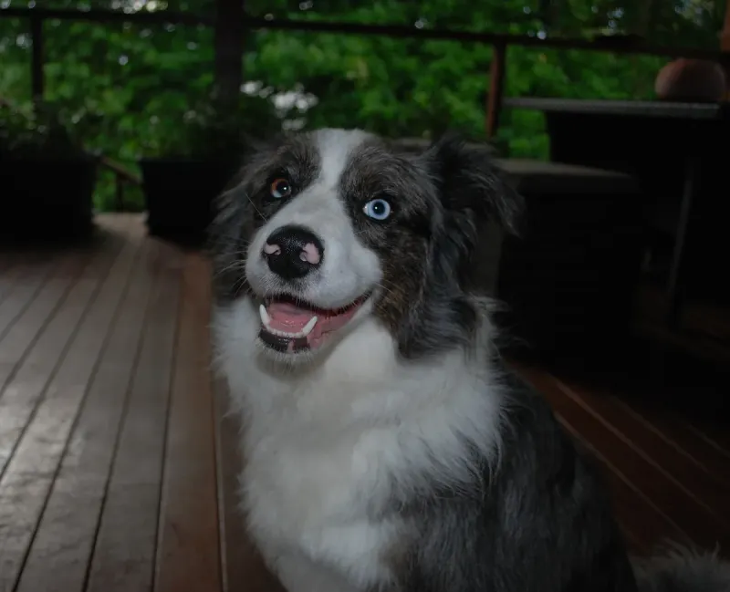 A Collie