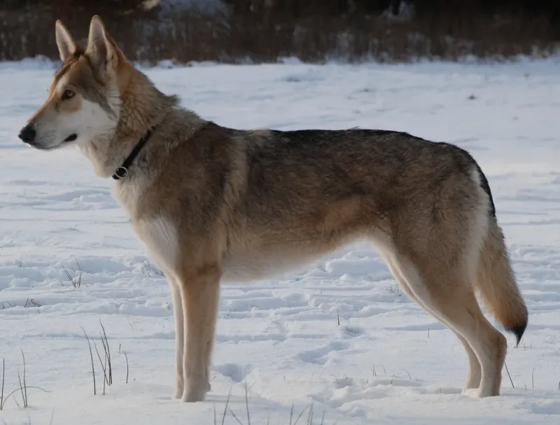 A Czechoslovakian Vlcak
