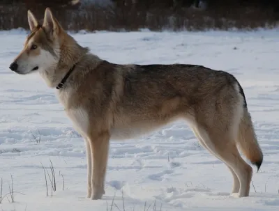 A Czechoslovakian Vlcak