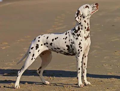 A Dalmatian