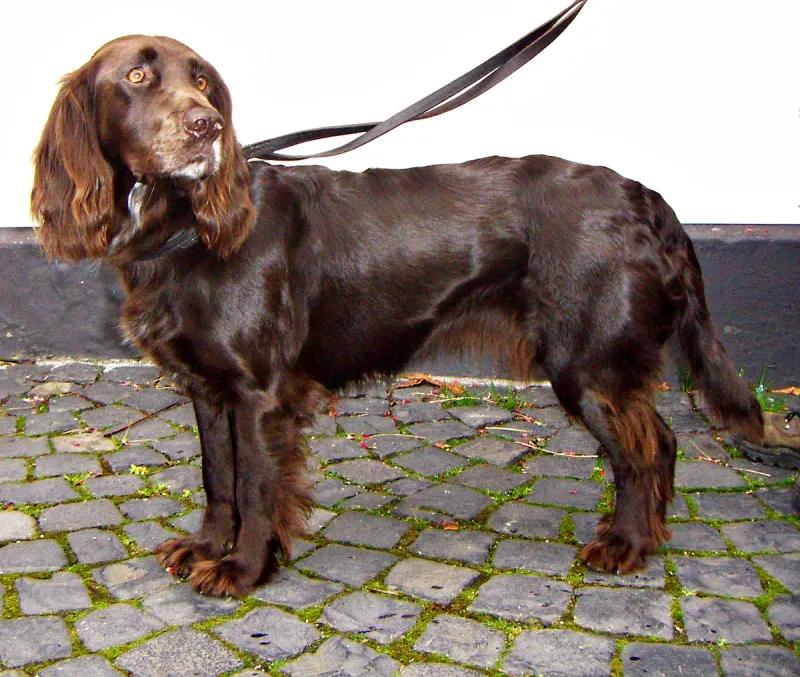 A Deutscher Wachtelhund