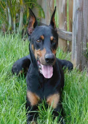 A Doberman Pinscher