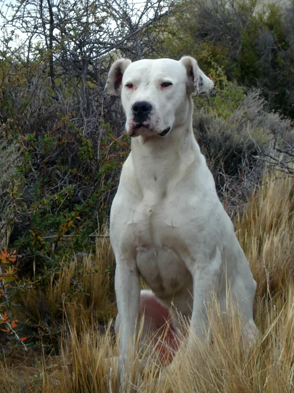 A Dogo Argentino