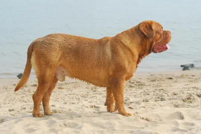 A Dogue de Bordeaux