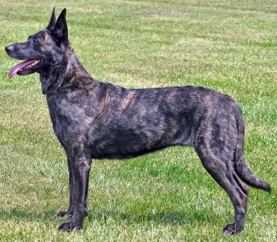 A Dutch Shepherd