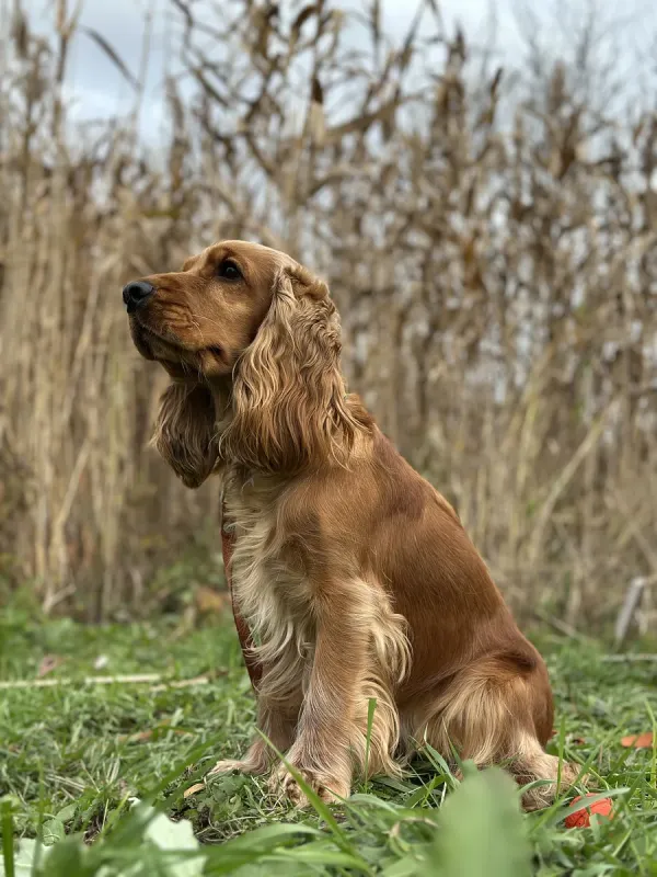 An English Cocker Spaniel