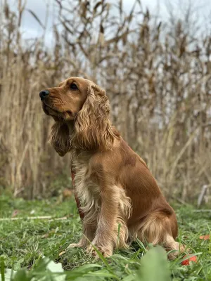 An English Cocker Spaniel