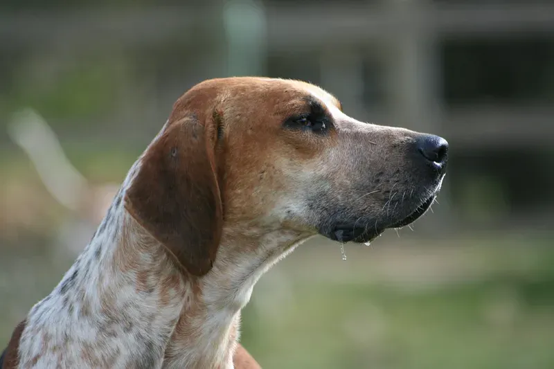An English Foxhound
