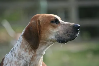 An English Foxhound