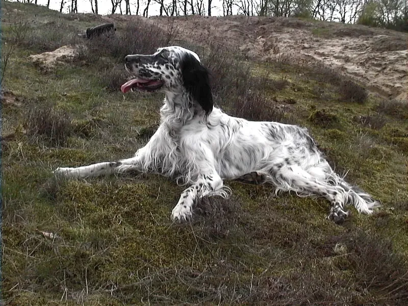 An English Setter