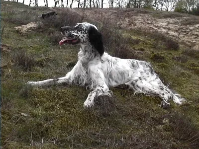An English Setter