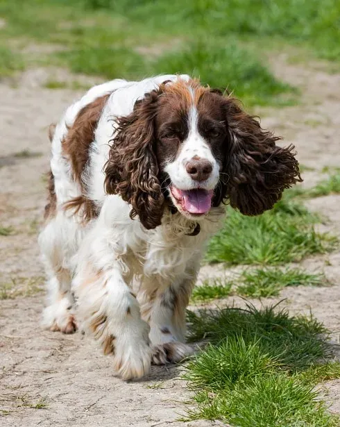 An English Springer Spaniel