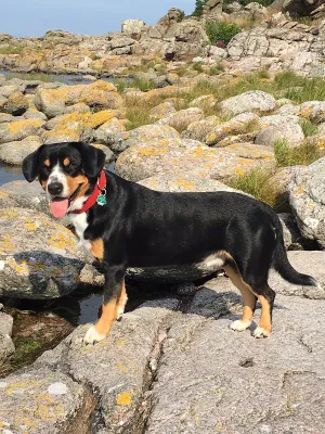 An Entlebucher Mountain Dog