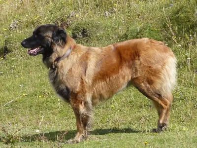 An Estrela Mountain Dog