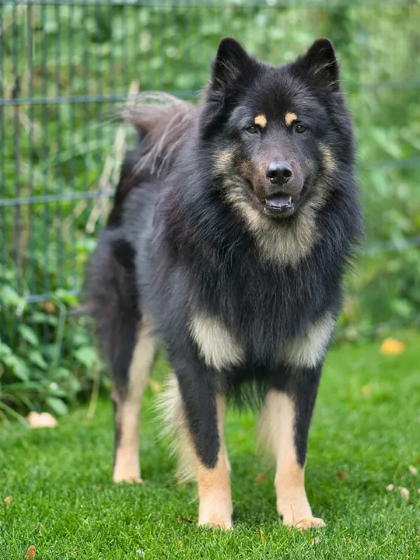 An Eurasier