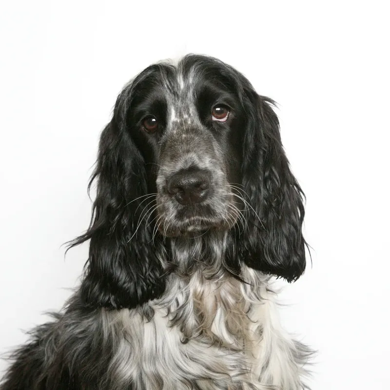 A Field Spaniel